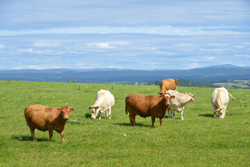 Fototapeta premium vache, Causse de Sévérac, Sévérac le Château, 12, Aveyron, France