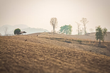 Corn fields on the mountain after the harvest (shifting cultivation).