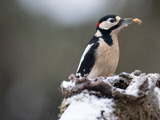 Buntspecht, Great Spotted Woodpecker, Dendrocopos major
