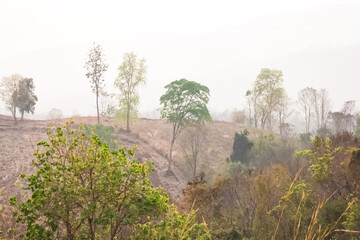 Corn fields on the mountain after the harvest (shifting cultivation).