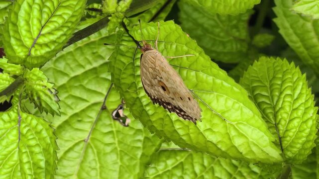A Lemon Pansy butterfly (Junonia lemonias) perched on a green leaf.