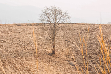 Large trees shedding their leaves during the dry season.