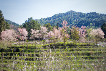 Beautiful pink cherry blossoms in the cold season, Thailand.