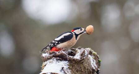 Buntspecht, Great Spotted Woodpecker, Dendrocopos major
