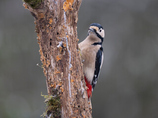 Naklejka premium Buntspecht, Great Spotted Woodpecker, Dendrocopos major 