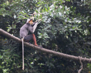 Red Shanked Langur