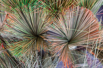 Krajood trees that are dry