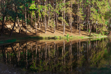 Beautiful pine forest by the lake at Pang-Ung