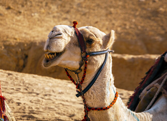 Egyptian domesticated pack camel chewing cud.