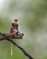 Red Shanked Langur
