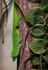 Madagascar giant day gecko