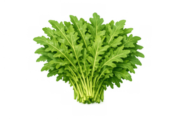 Fresh arugula leaves bundle on transparent background. Healthy organic rocket salad greens for fitness and healthy food concepts