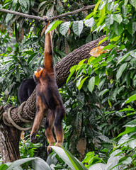 Southern yellow cheek Gibbon