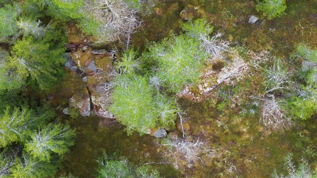 norway dense forest canopy pine birch lichen dusted branches mossy textures scattered rocks form patterned woodland mosaic to reveals top down drone view top-down 