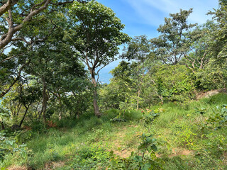 Forest trees in bright daylight photography