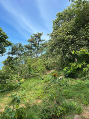 Forest trees in bright daylight photography
