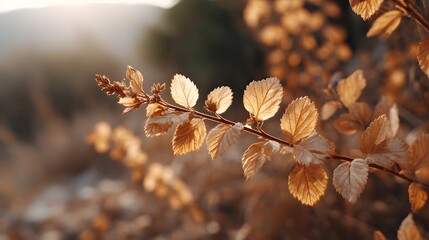 Golden Autumn Leaves Illuminated by Warm Sunset Light