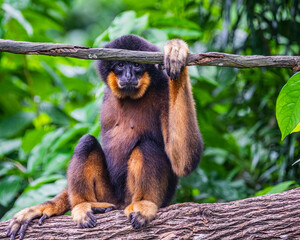 Southern yellow cheek Gibbon