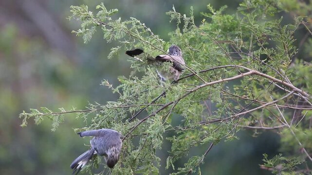 The eastern plantain-eater (Crinifer zonurus) also known as the eastern grey plantain-eater, is a large member of the turaco family. This photo was taken in Uganda.