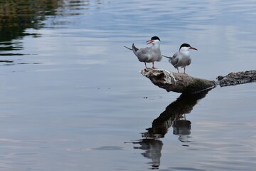 Seagulls perched on a tree on the river bank with reflection in the water