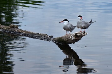Seagulls perched on a tree on the river bank with reflection in the water
