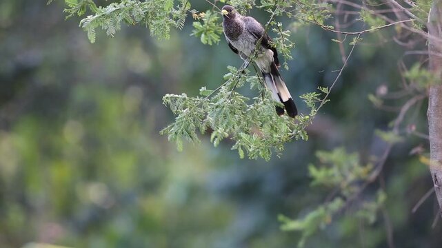 The eastern plantain-eater (Crinifer zonurus) also known as the eastern grey plantain-eater, is a large member of the turaco family. This photo was taken in Uganda.