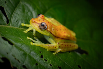 Obraz premium Golden Speckles of the Amazon: The Polka-dot Tree Frog (Boana punctata), Ecuador