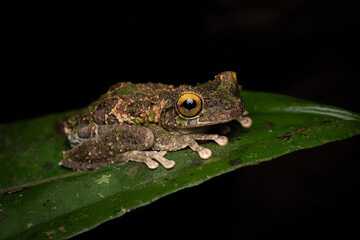 Obraz premium Close-up of a Helena's Treefrog (Osteocephalus helenae) on a leaf in the amazonian Jungle, Ecuador