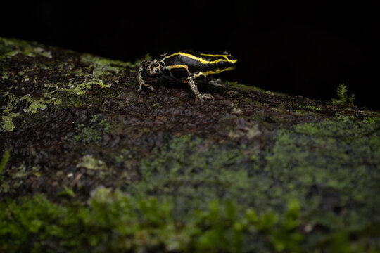 Golden Stripes and Sapphire Spots: The Variable Poison Frog (Ranitomeya variabilis), Ecuador