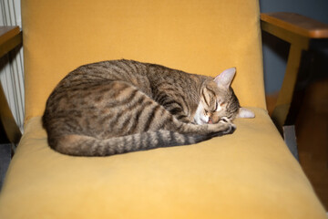 The cat is lying, resting, and sleeping on the yellow chair closeup