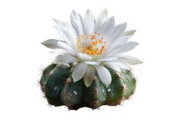 White cactus flower isolated on transparent background