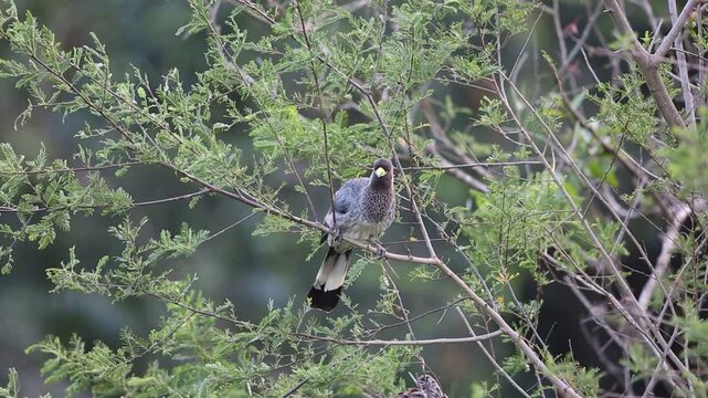 The eastern plantain-eater (Crinifer zonurus) also known as the eastern grey plantain-eater, is a large member of the turaco family. This photo was taken in Uganda.