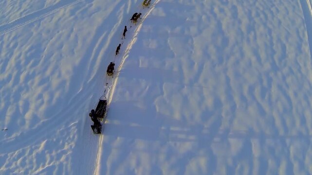Iditarod sled dog team training in Alaska