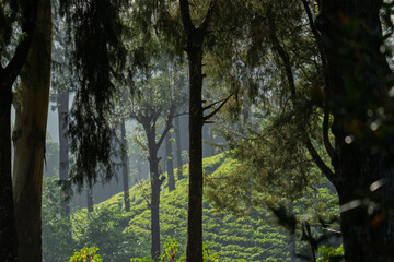 Tea Plantation in the heart of Sri Lanka near Kandy
