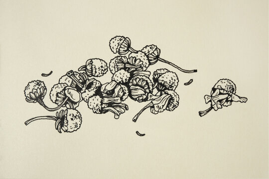 Hand-drawn ink illustration of dried chamomile flowers for tea. Detailed black liner sketch with fine lines on paper. Composition of dried herbal blooms. Graphic botanical element for design.