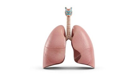 Human Lungs Anatomy Medical Illustration.