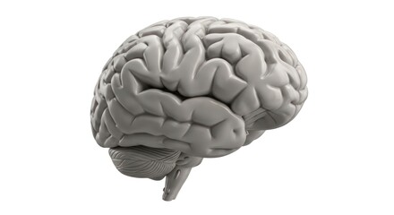 Human Brain Model Anatomical Structure Detail.