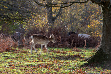 Red Deer  in Knole Park near Sevenoaks in Kent, England