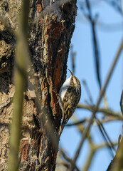 short-toed treecreeper (Certhia brachydactyla) on tree