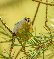 goldcrest (Regulus regulus) bird on branch
