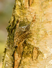 short-toed treecreeper (Certhia brachydactyla) on tree