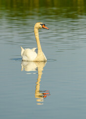 mute swan (Cygnus olor) swimming