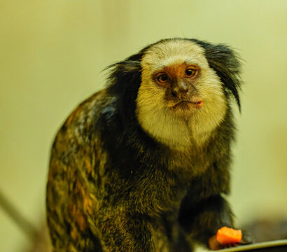 white-headed marmoset (Callithrix geoffroyi) holding fruit