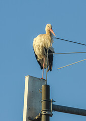 white stork (Ciconia ciconia) on a rooftop