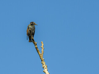 european or common starling (Sturnus vulgaris) on a branch