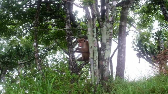 Wild monkeys of the island of Sri Lanka. Macaques on the Pidurangula Rock, a meeting during the ascent to the observation rock overlooking Sigiriya.