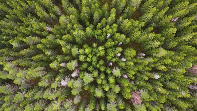 straight norway dense coniferous canopy bright pines darker evergreens pale leafless trees punctuate uniform woodland pattern down drone view straight-down forest dark 