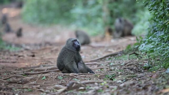 Olive Baboon (Papio anubis) in Uganda