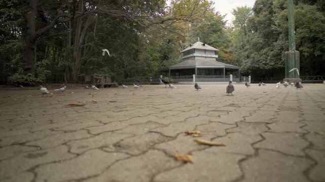 Punto de vista a ras de suelo en un parque publico de Valladolid-Espa&ntilde;a con palomas y un pavo real en el camino