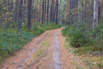 A walking trail in an autumn forest in October. The bright yellow leaves are illuminated by the sunlight. Autumn background